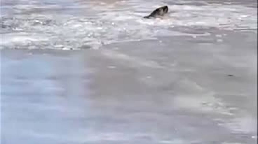 ⁣Bajo cero: un lobo marino quedó atrapado en el hielo en el rio