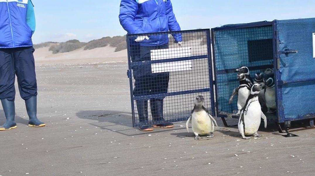Segunda oportunidad: 12 pingüinos regresan al mar tras ser rehabilitados