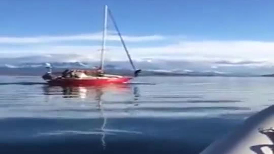 ⁣Velero chocó intencionalmente a una ballena en Ushuaia