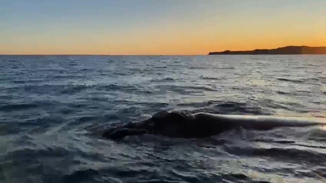 ⁣Hay 1031 ballenas en el mar de Chubut
