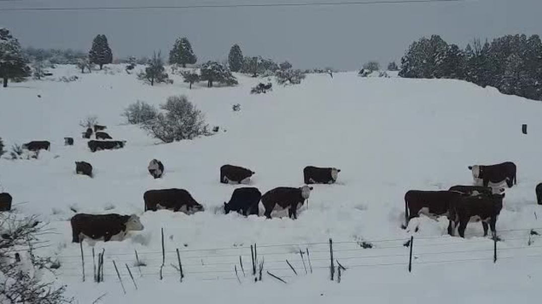 ⁣Animales en riesgo, suelo nevado y sin alimento