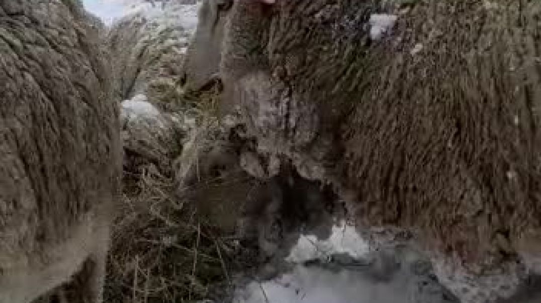⁣Ovejas comiendo en la nieve