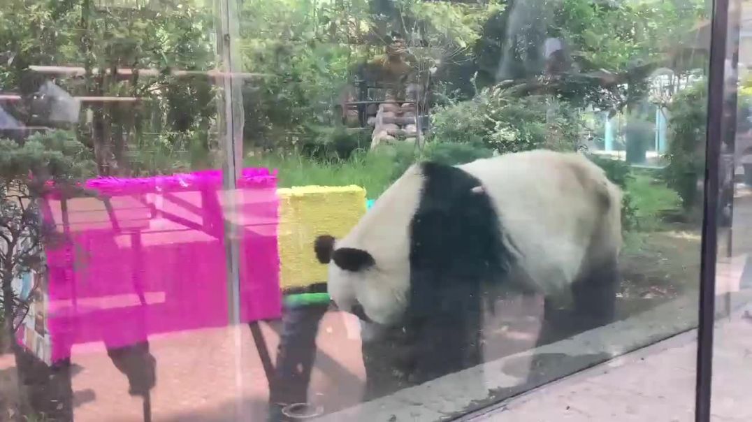 ⁣🐼😢TRISTEZA EN MÉXICO - Un oso panda falleció un día después de festejar su cumpleaños