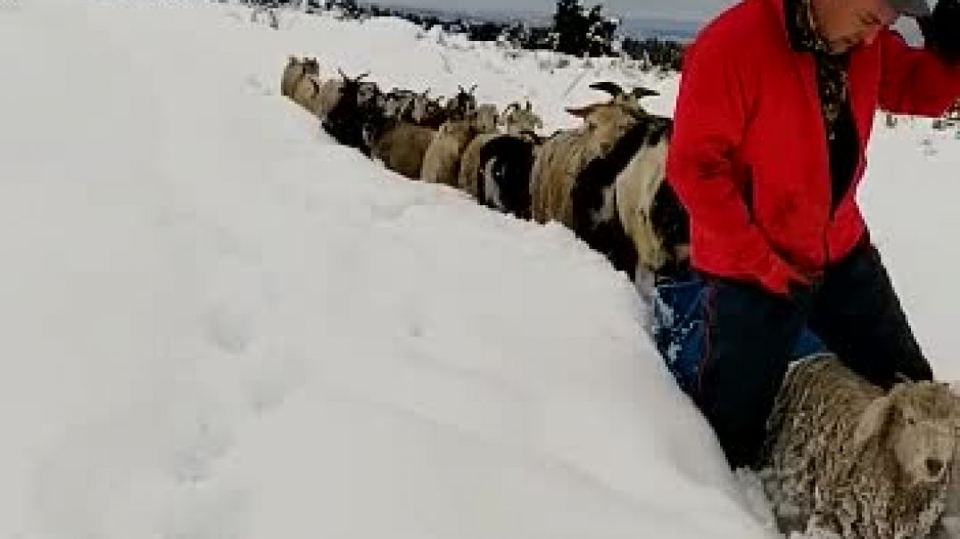 ⁣Establecimiento Los Álamos: 1,20 de nieve y las complicaciones para buscar animales