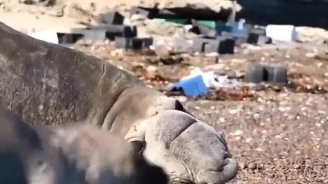 Contaminación en playas de Chubut
