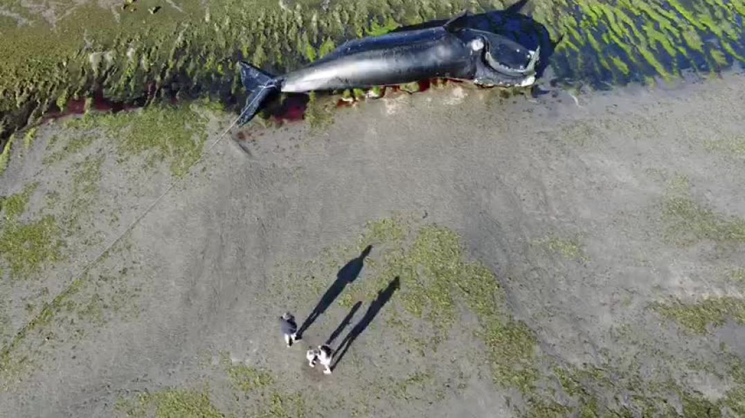 ⁣Seis ballenas murieron en Puerto Pirámides: investigan si fue por intoxicación