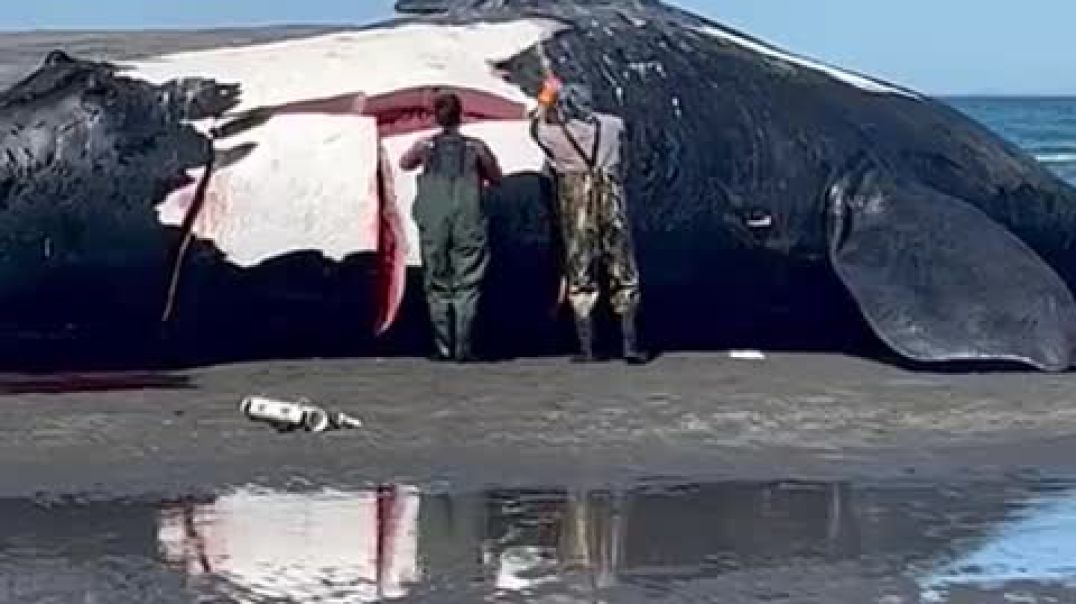 ⁣Encontraron varias ballenas muertas en Puerto Pirámides 