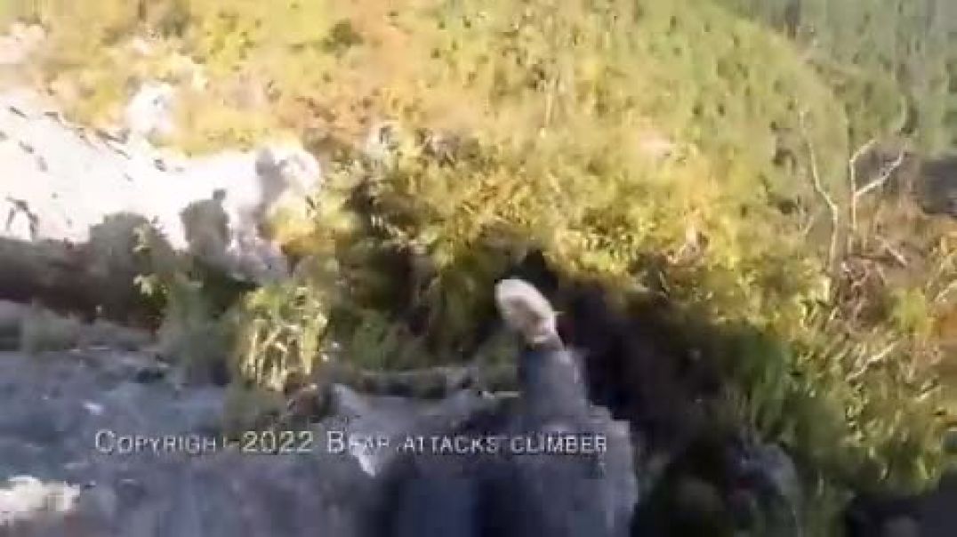 ⁣Un oso atacó a un hombre mientras escalaba: se defendió con piñas y patadas