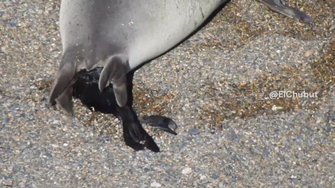 ⁣El impresionante nacimiento de un elefante marino en Caleta Valdés: "Soy muy agradecida de hace