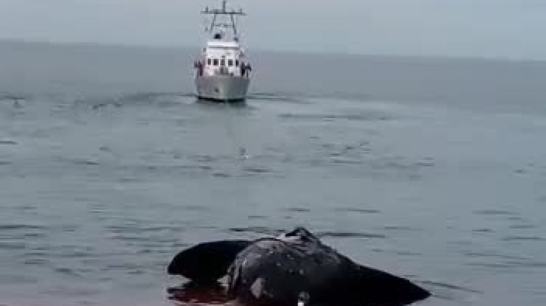⁣Remolcaron los cadáveres de ballenas en Puerto Pirámides