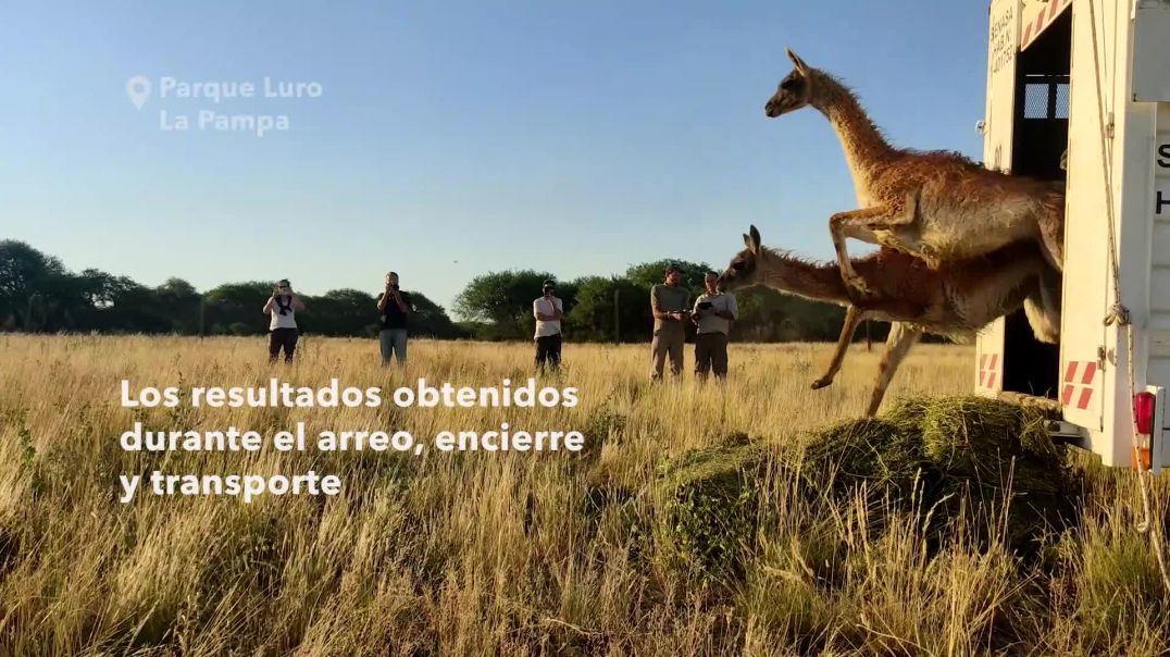 ⁣Mueven guanacos desde Santa Cruz a La Pampa para recuperar sus poblaciones