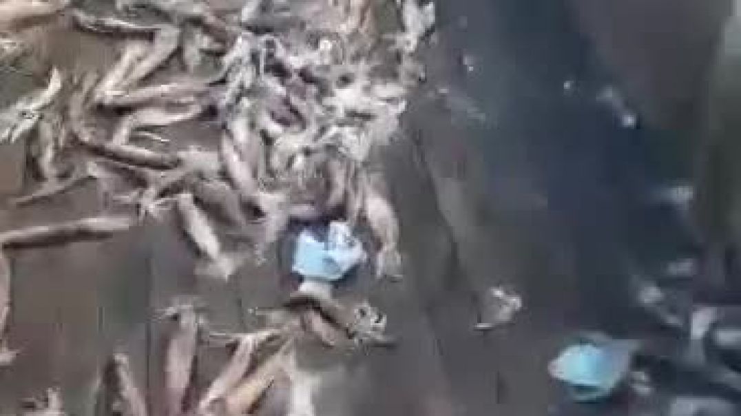 ⁣Pescadores de calamar preocupados ante la depredación del recurso
