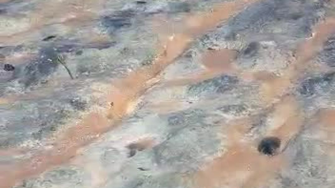 ⁣Contaminación en Madryn por parte de una empresa del rubro pesquero