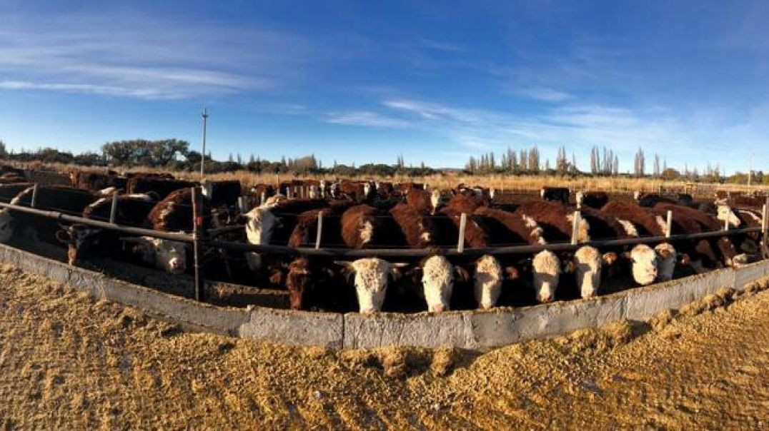 ⁣Cluster Bovino en el Virch: en el Virch hay 110 mil cabezas de ganado