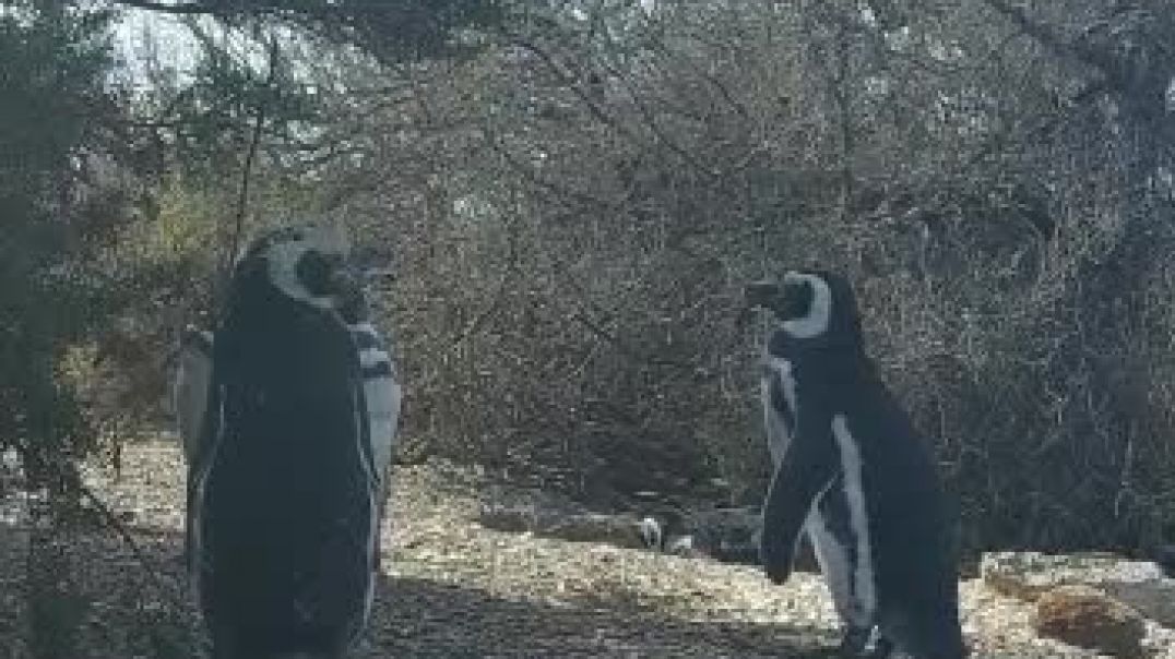 ⁣Pingüino en Tombo