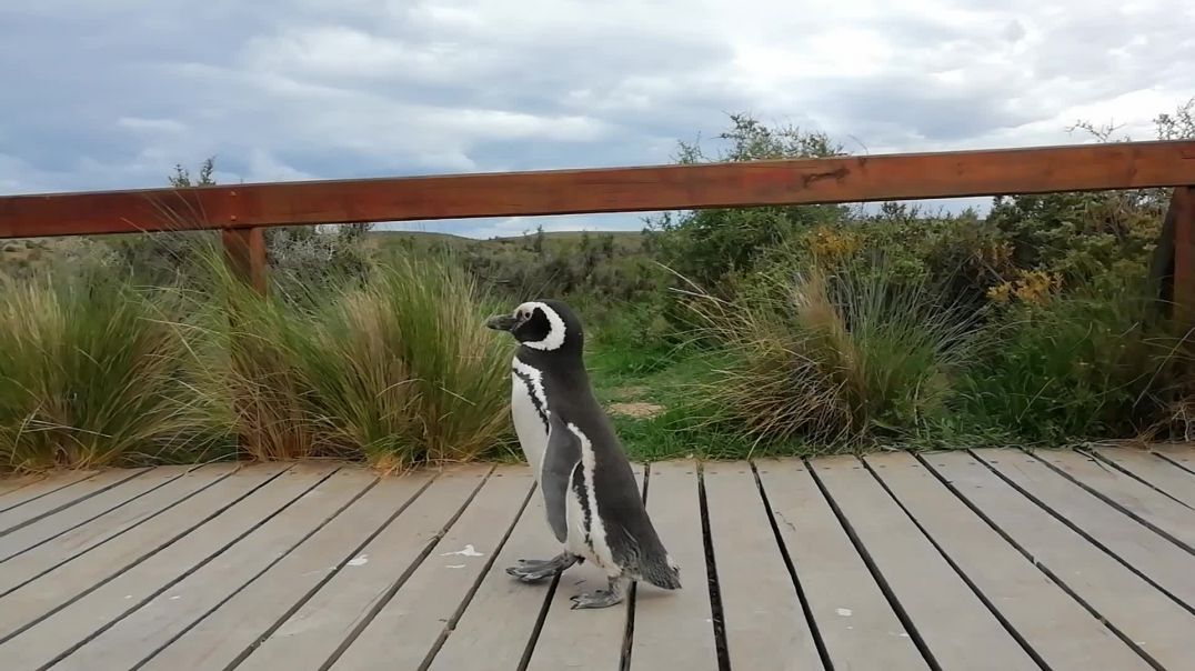 ⁣Pingüino en Punta Tombo