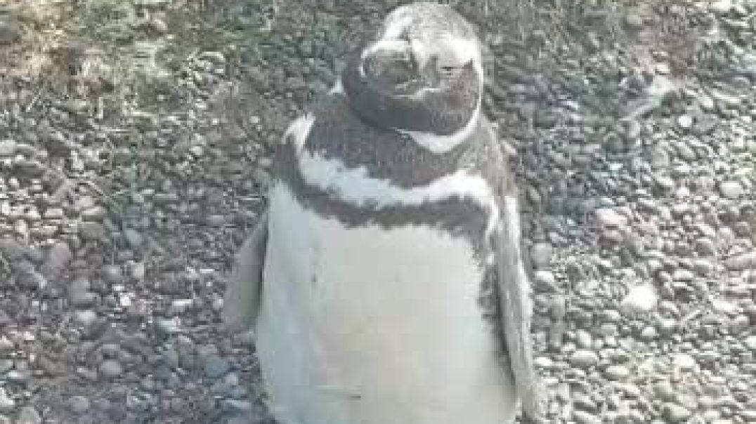 ⁣Pingüino de Magallanes