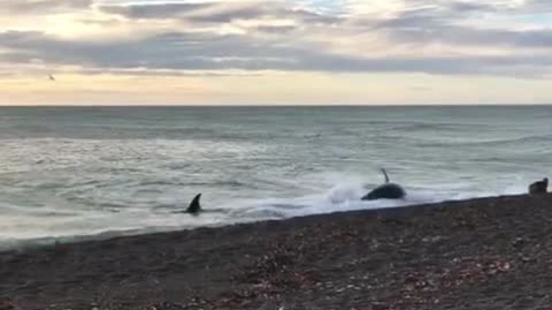 ⁣Varamiento de orcas: Increíble video de la guardafauna Eara Mielgo