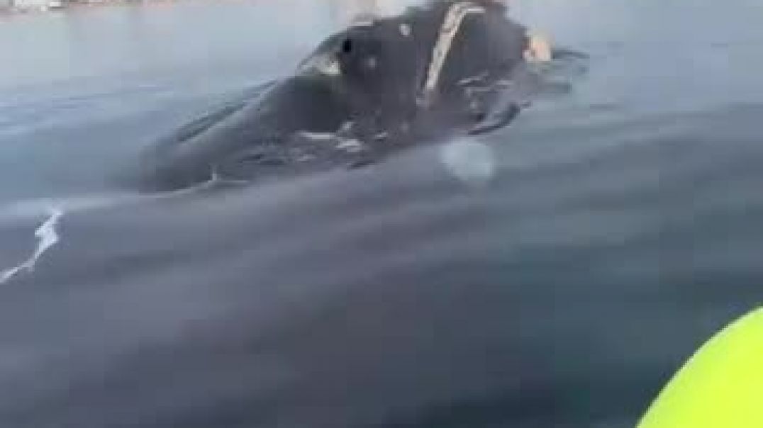 Kayakistas volvieron a navegar a la par de las ballenas en Madryn