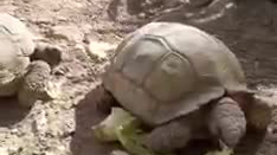 Las tortugas de doña Pepa