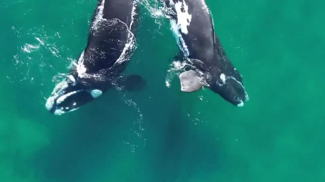 ⁣Tiernas imágenes de ballenas nadando y conociendose con lobos marinos