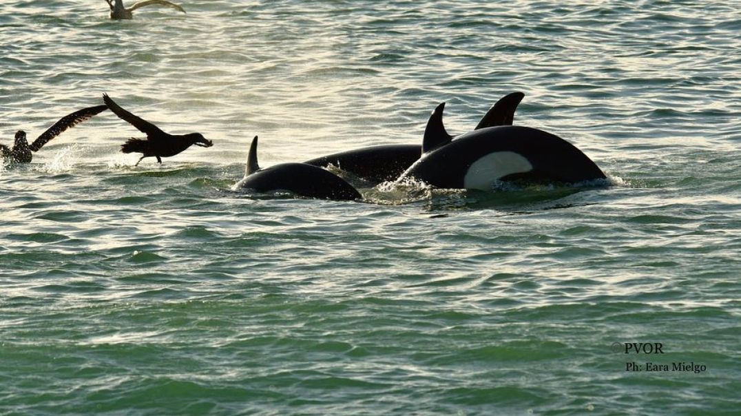 ⁣Secuencia de fotos de varamientos de orcas
