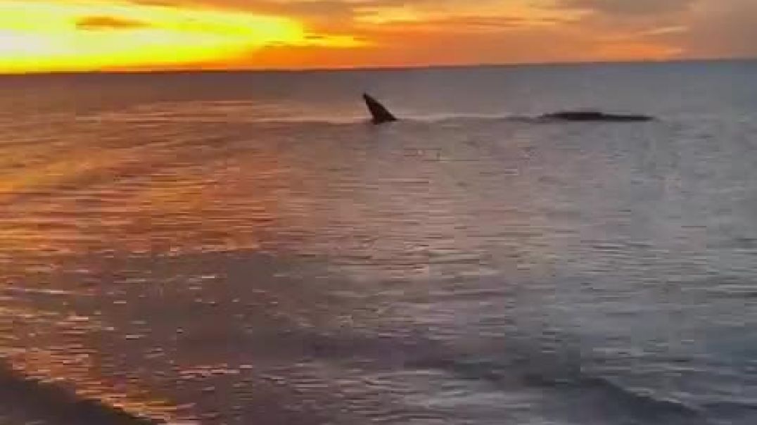 ⁣Llegan las primeras ballenas francas australes a las costas del Golfo Nuevo