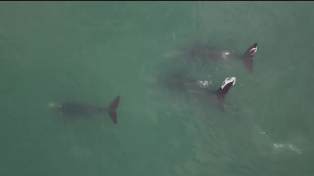 ⁣Llegaron las primeras ballenas a Playa Unión