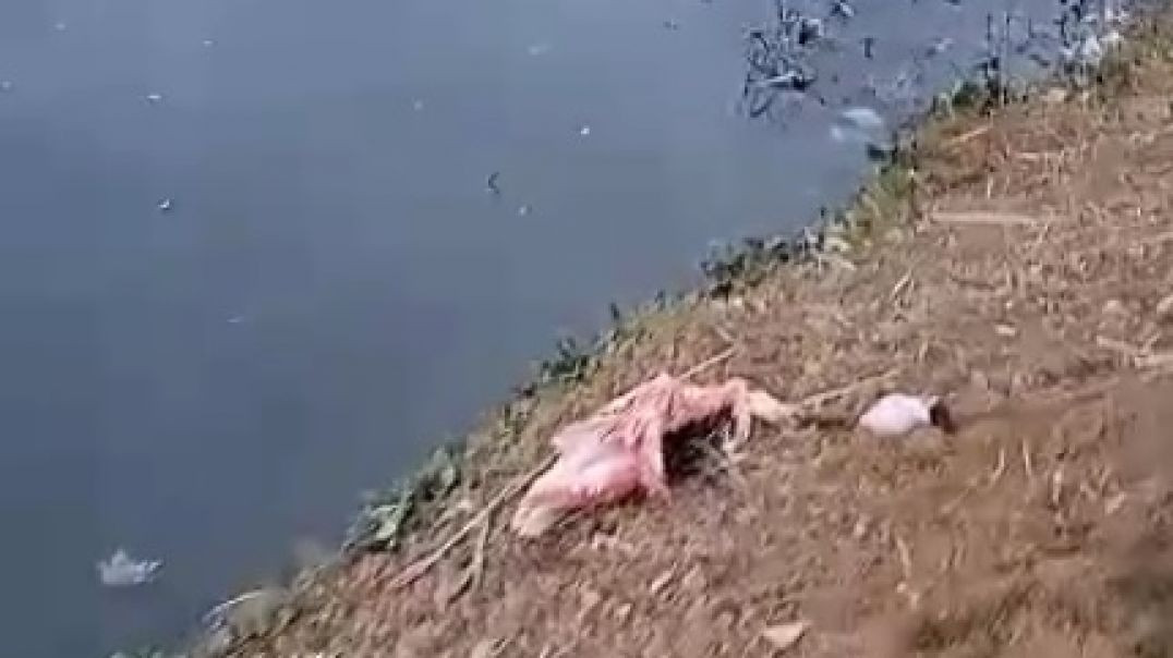Basura y aves muertas en la laguna Chiquichano