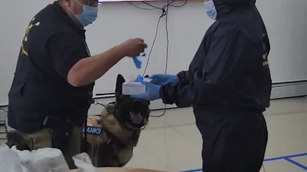 ⁣Nueva técnica de investigación criminal con perros especializados en Chubut
