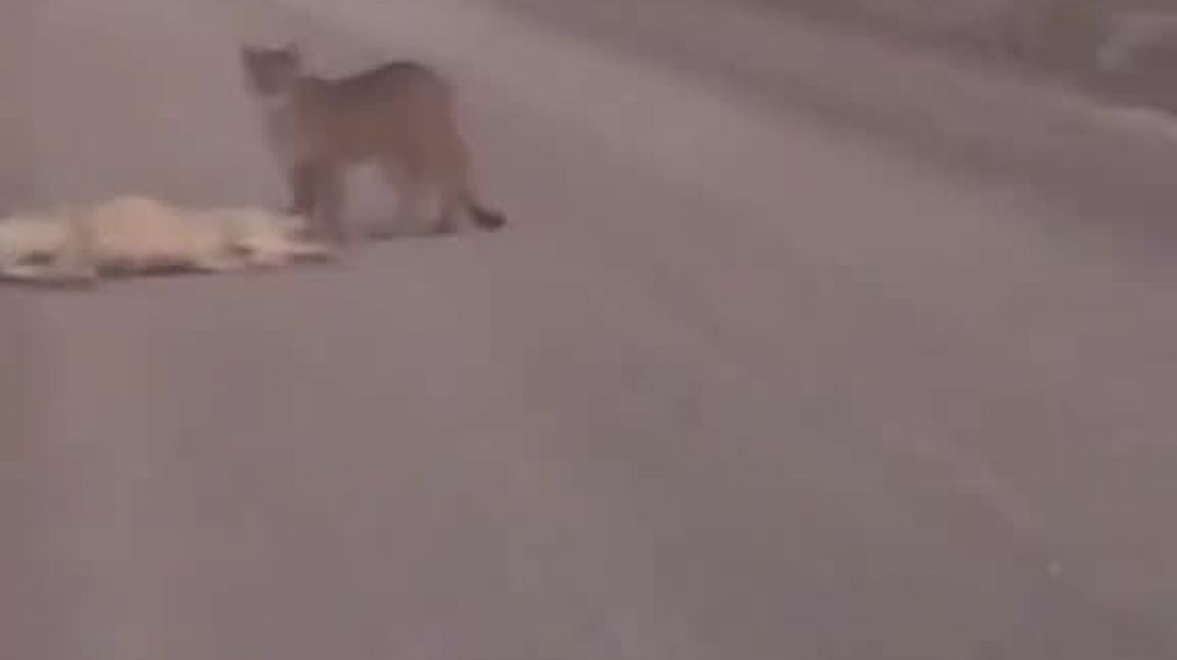 ⁣Impactante video de un puma comiéndose a un perro en Puerto Madryn