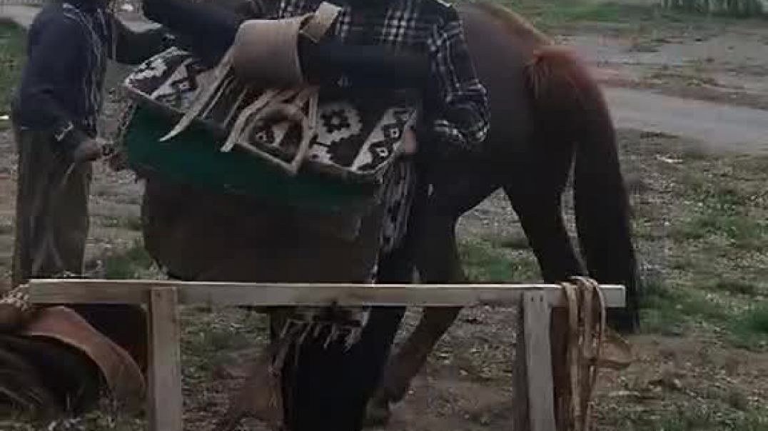 Demostración de ensillado dd caballo en el Día de la Tradición