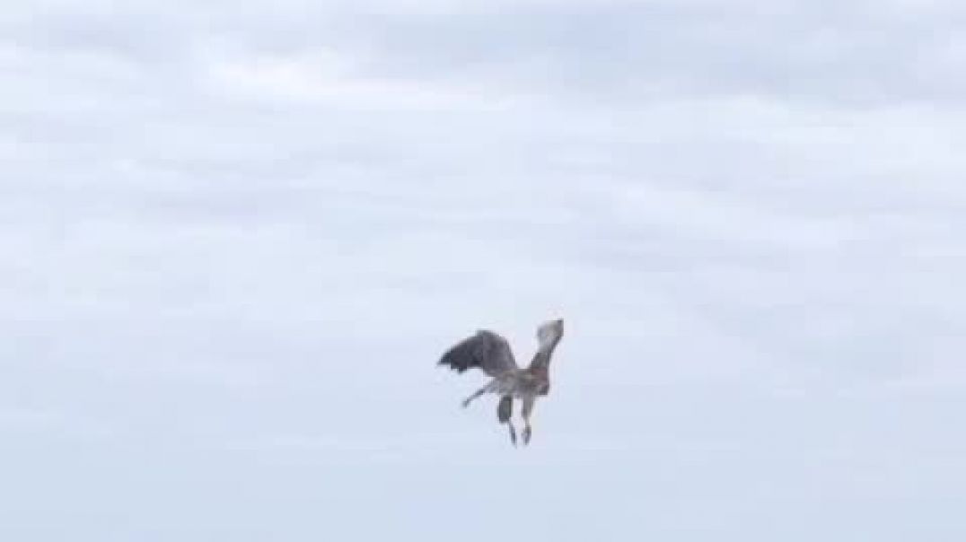 ⁣Refaunar liberó a los dos halcones rescatados.