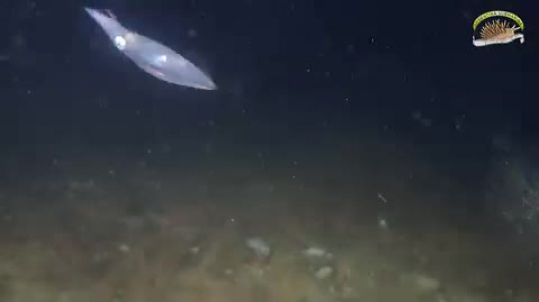 Conocé al calamarete, el pequeño animal que te podés encontrar en aguas chubutenses