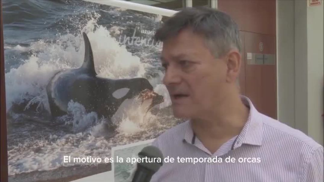 Se instaló en la Legislatura una muestra sobre las Orcas de Península Valdés