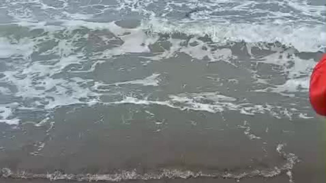 ⁣Un tiburón azul sorprendió en la costa de Playa Unión