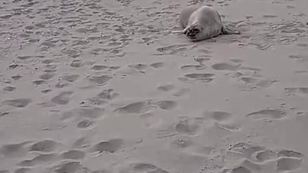 Un elefante marino en la costa de Madryn y un llamado de conciencia a los dueños de perros