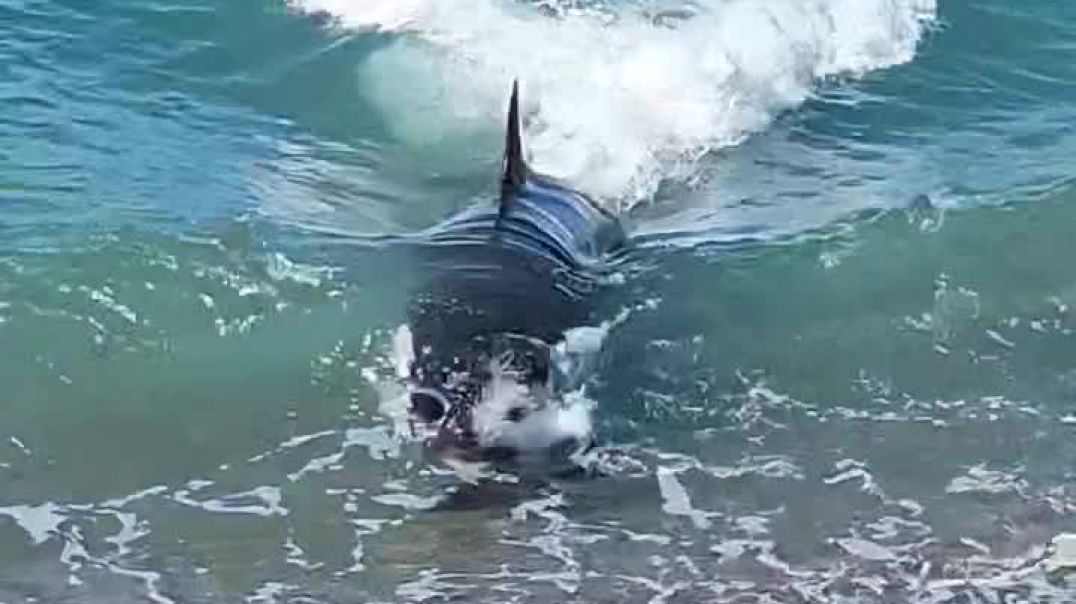 ⁣¡Naturaleza pura!: Impresionante varamiento de orcas en Punta Norte