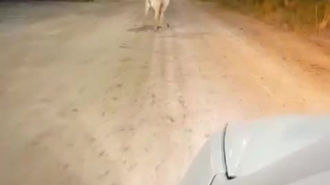 ⁣Captaron a un ciervo suelto en las calles de Dolavon