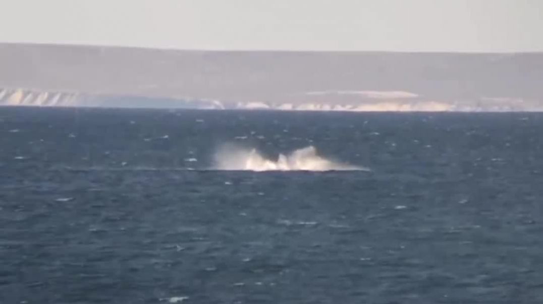⁣¡Bienvenidas! Arribaron las primeras ballenas al Golfo Nuevo