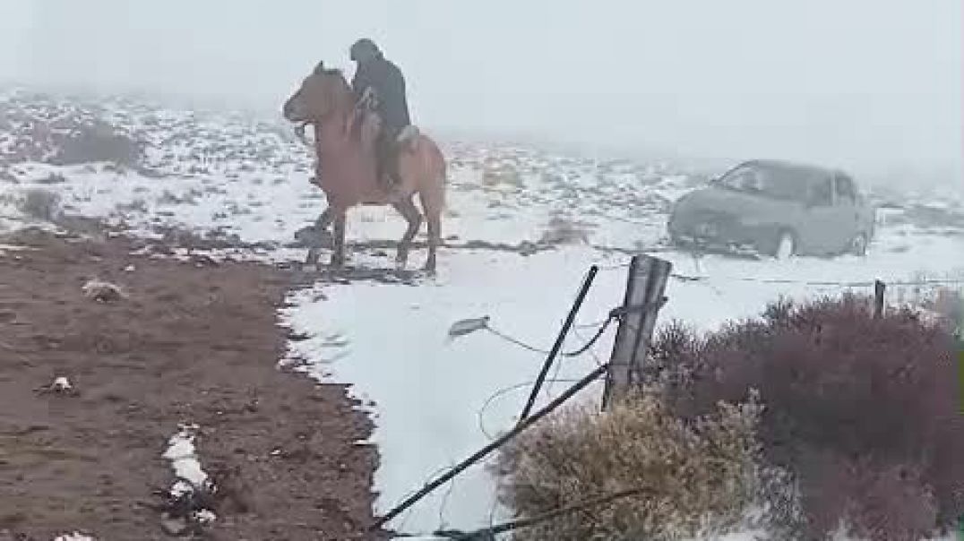 ⁣"Picante", el caballo que remolcó a un auto en medio de la nieve y el barro